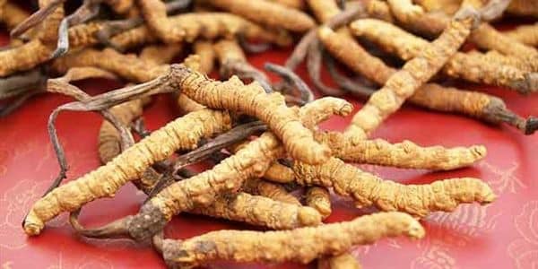 इस फंगस को दूर करने के बजाय, हासिल करने की चुकाते हैं  भारी कीमत ।