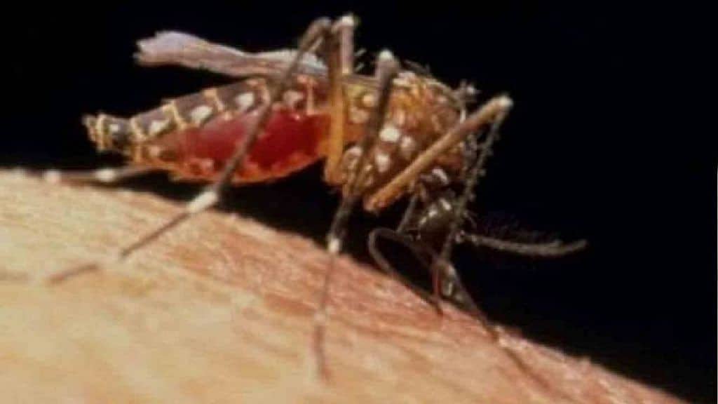 मच्छर जनित बीमारी के खिलाफ विश्व के पहले टीके को WHO ने दिखाई हरी झंडी