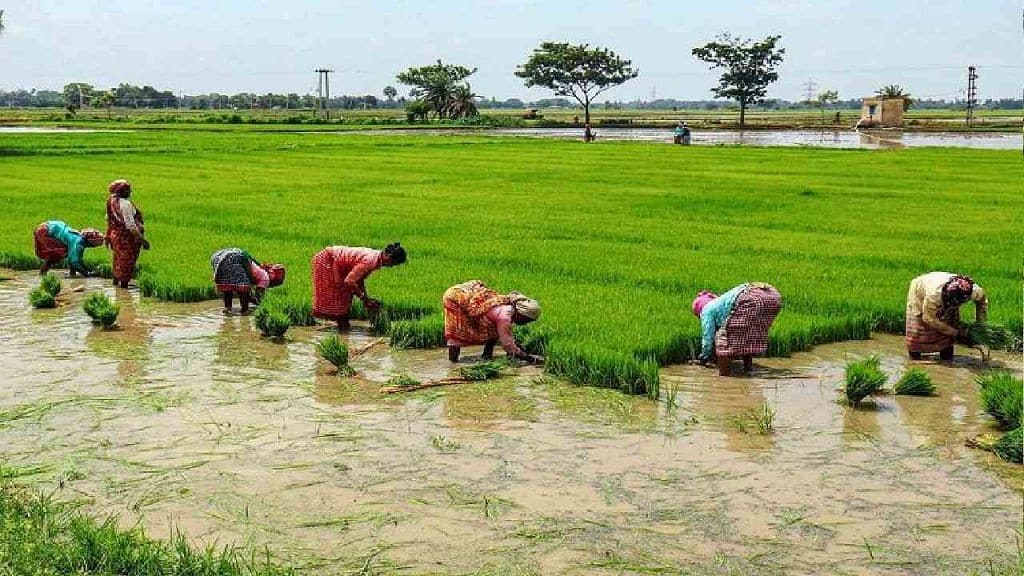 तेलंगाना सरकार से किसान हुए रुष्ट,धान ना बोये जाने  की घोषणा से किसान परेशान ।