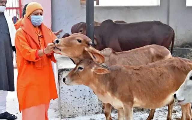 यूपी में योगी सरकार डेढ़ रुपये प्रति किलो की दर से खरीदेगी गोबर