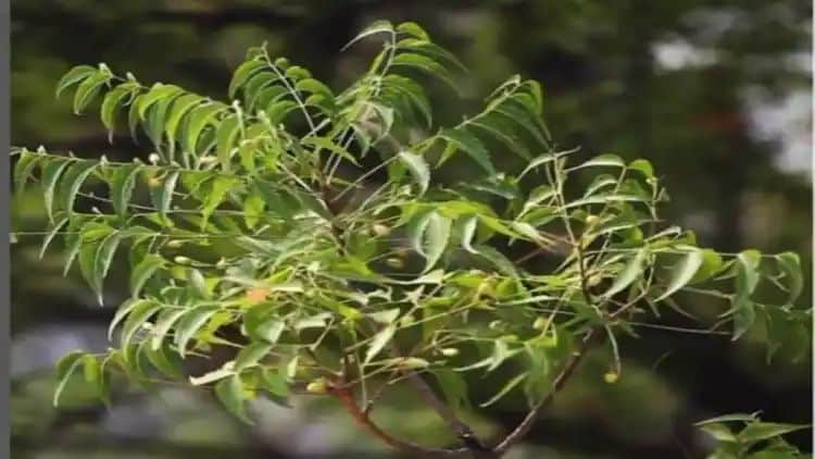 नीम का पेड़ दिला सकता है इन दोषों से मुक्ति, जाने इसके उपाय