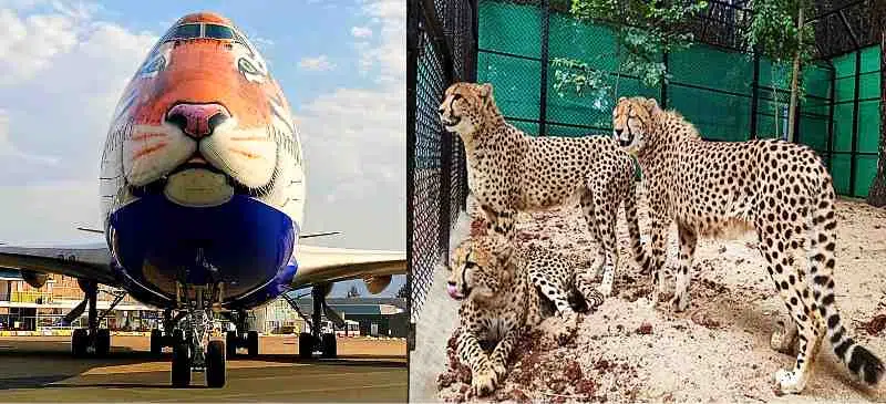 नामीबिया से भारत लाए जा रहें हैं चीतें, खास फ्लाइट का इंतजाम
