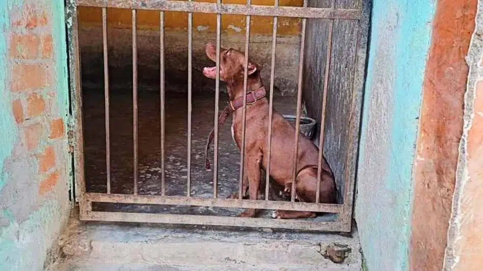 मालकिन की जान लेने वाला पिटबुल कु्त्ता हुआ आजाद