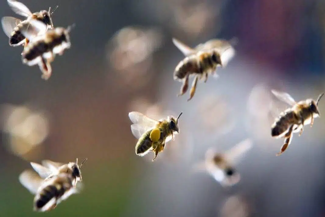 खूंखार मधुमक्खियाें ने ढाया कहर, 63 जानें ले कर बनी क़ातिल