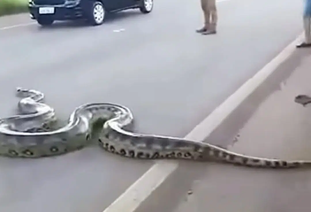 हाइवे पर आया ANACONDA तो लोग लेने लगे सेल्फी VIDEO VIRAL