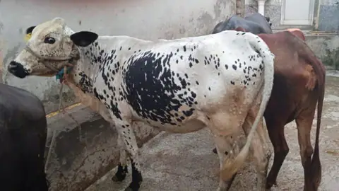 देहरादून पहुंचा खतरनाक लंपी वायरस, तीन गायों में बीमारी की पुष्टि