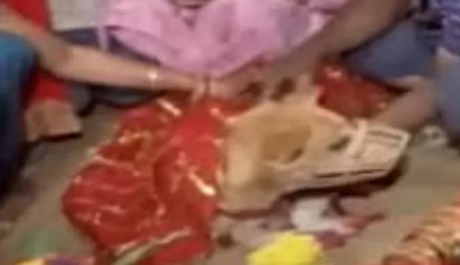 देश की राजधानी में कुत्ते कुत्ती की धूमधाम से हुई शादी, बारात आगमन सहित हुई सभी रस्में 