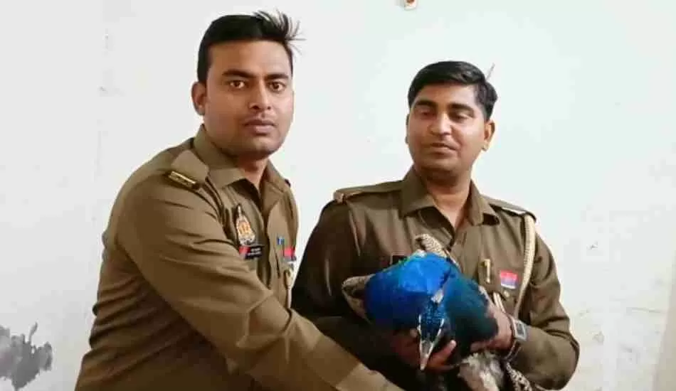 कुख्यात सट्टा माफिया को पकड़ने गई पुलिस को बंधक बना मिला मोर, माफिया फरार