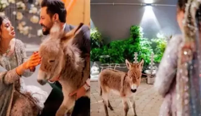 इस फेमस youtuber ने अपनी दुल्हन को तोहफे में दिया गधे का बच्चा 