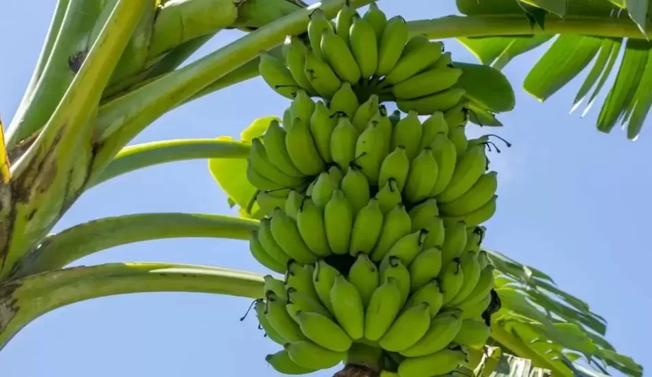 ऐसे वजन बढ़ाने और घटाने दोनों में मदद करता है केला...