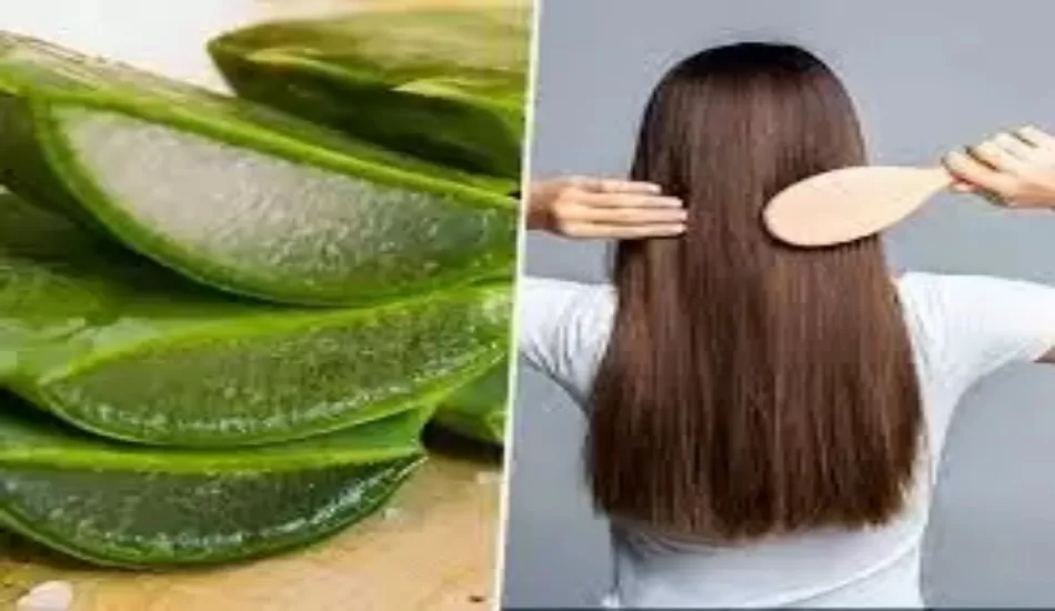 घर पर बालों को हेल्थ और ब्यूटी के लिए ऐसे तैयार करें एलोवेरा शैम्पू...