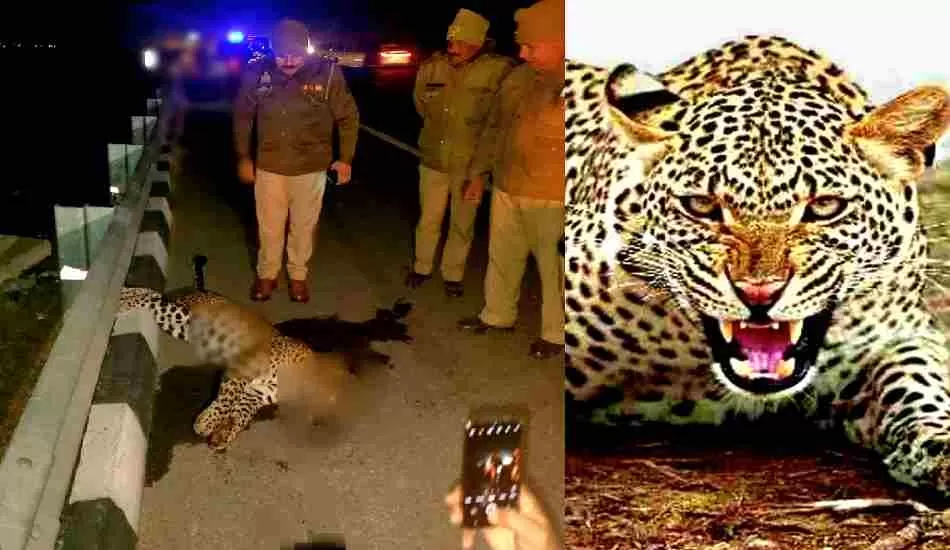 आतंक का पर्याय बने तेंदुए की एक्सप्रेस वे पर थार से टकराकर मौत 