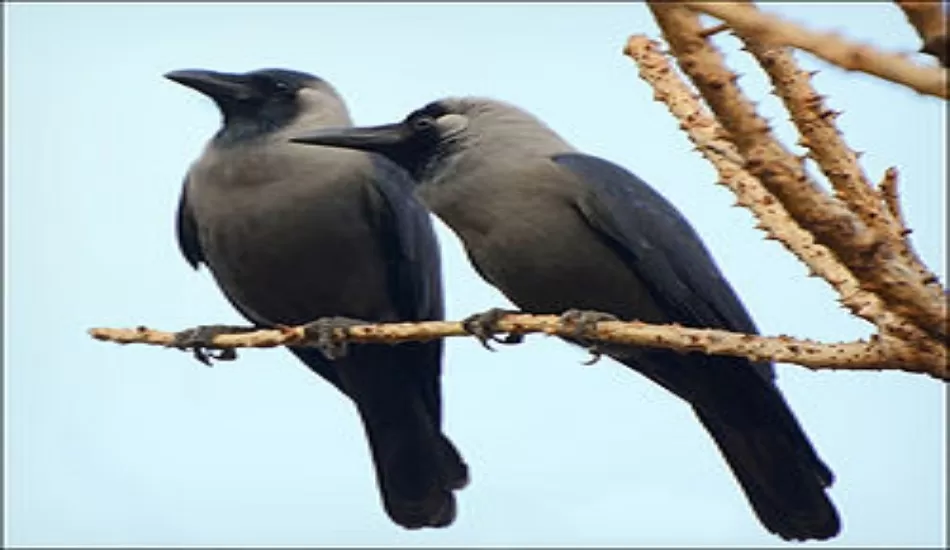जाने कौआ कैसे देता है शुभ और अशुभ संकेत...