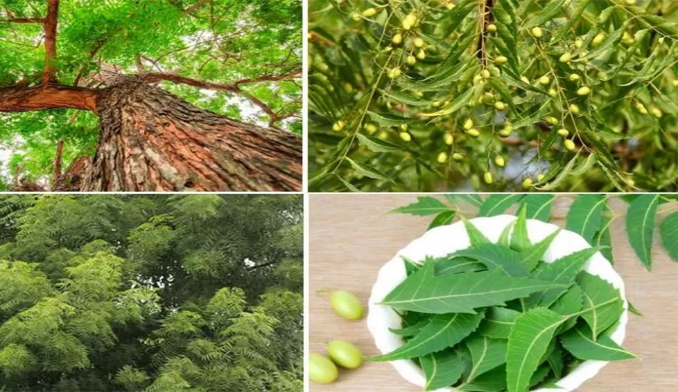 गुणों से भरपूर है ये कड़वी नीम...जाने फायदे