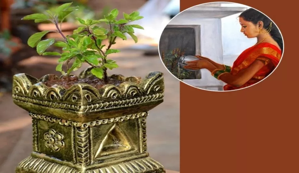 जानिए, किस दिन नहीं चढ़ाया जाता तुलसी के पौधे में जल...