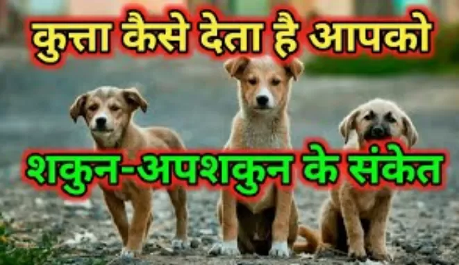 कुत्ता पन्नी, रोटी, मांस, कपड़े का टुकड़ा मुंह में दबाएं आए, तो समझें आपके लिए शकुन या अपशकुन...