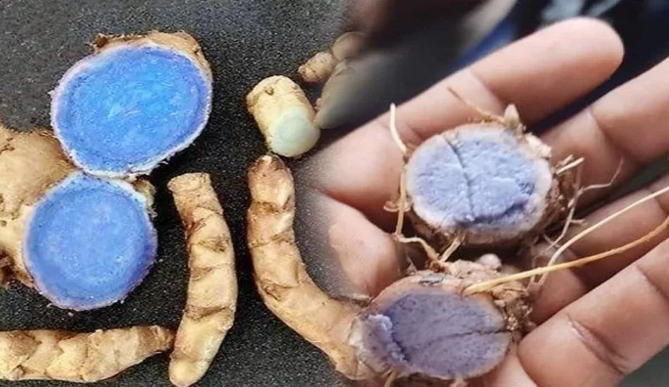 काली हल्दी स्वास्थ्य के लिए है वरदान, जानिए इसके फायदे 