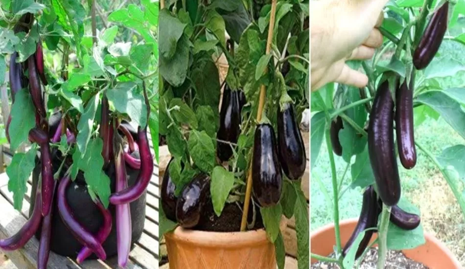 अगर आप है बैंगन खाने के शौकीन...तो ये स्वास्थ्य से जुड़ी खबर आपके लिए...