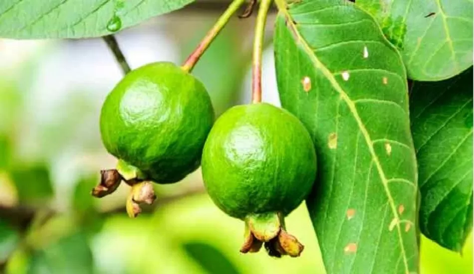 ब्लड शुगर कंट्रोल करती है अमरूद के पत्ते की चाय, जानिए कई और फायदे