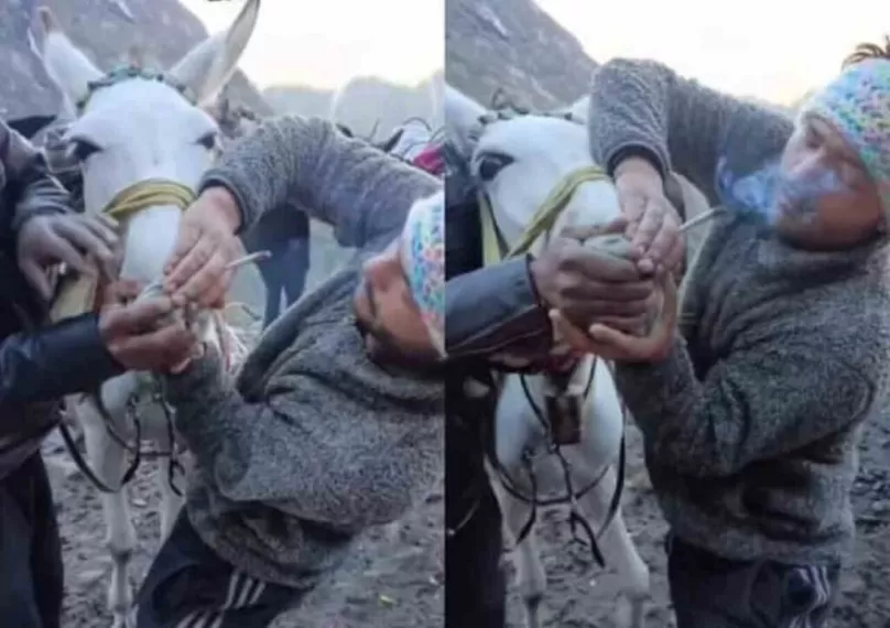 Viral Video: केदारनाथ यात्रा के दौरान खच्चर को जबरन पिलवाई सिगरेट, पुलिस कर रही आरोपियों की तलाश