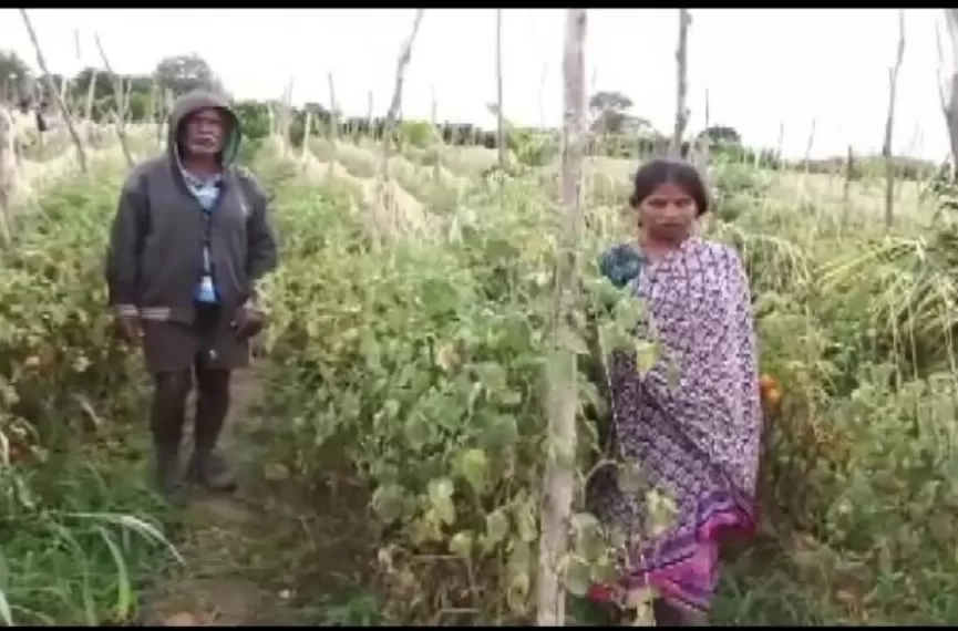 महंगाई के दौर में किसान के खेत से चोरी हुए ढाई लाख के टमाटर, जांच में जुटी पुलिस