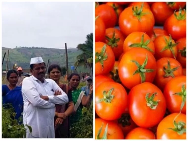 टमाटर ने किसान को बनाया करोड़पति...