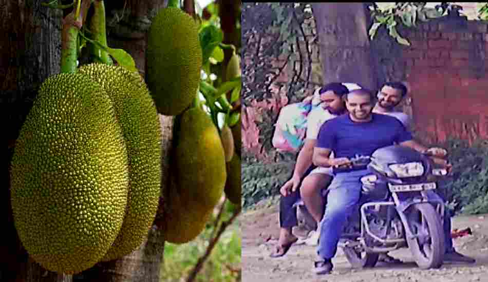 एसएसपी आवास के सामने  मेरठ कॉलेज से कटहल चोरी, वारदात सीसीटीवी में कैद