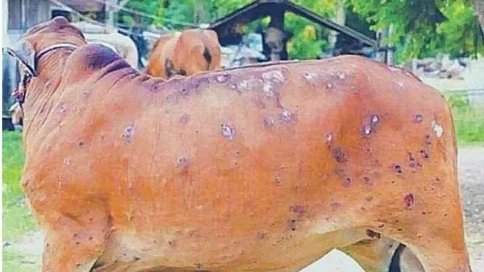 लम्पी स्किन डिजीज पॉजिटिव राज्य घोषित हुआ नागालैंड, 900 से अधिक मवेशी बीमार, नहीं है कोई टीका