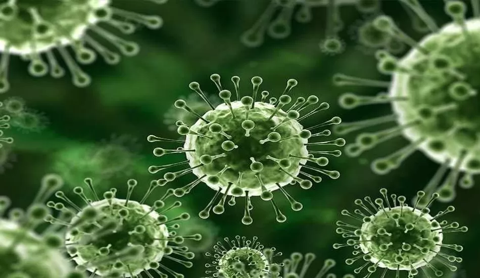 भारत में यह निपाह वायरस की दहशत, दो लोगों की मौत, 10 राज्यों में मिले एंटीबॉडी