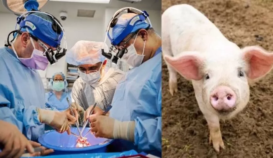 डॉक्टरों ने इंसान के शरीर में लगा दिया सूअर का दिल, फिर हुआ ये...!