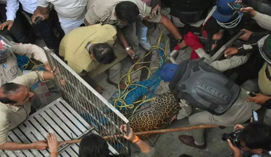 Leopard in meerut : पकड़ा गया खूंखार तेंदुआ, दिन भर वन विभाग और पुलिस को दौड़ाता रहा तेंदुआ 