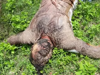 Meerut: सिखेड़ा के जंगल में सड़ी-गली अवस्था में मिला लापता युवक का शव
