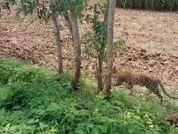 Bijnor: खेत में घूमता दिखा गुलदार, किसानों के उड़े होश