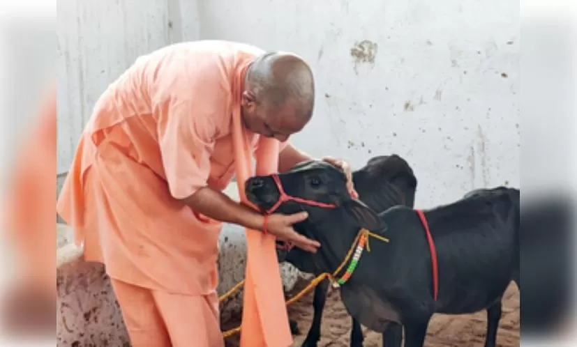 UP: गोरखपुर मंदिर की गौशाला में आई पुंगनूर नस्ल की गाय