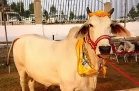 Maharashtra: महाराष्ट्र में देसी गाय ‘राज्य माता’ घोषित