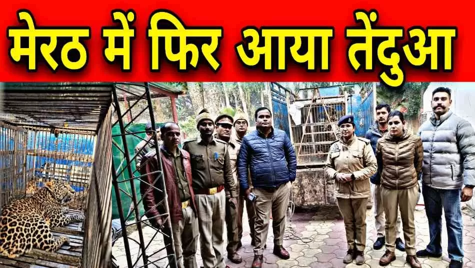मेरठ ग्रामीणों के फंदे में फंसा तेंदुआ, वन विभाग ने किया रेस्क्यू 