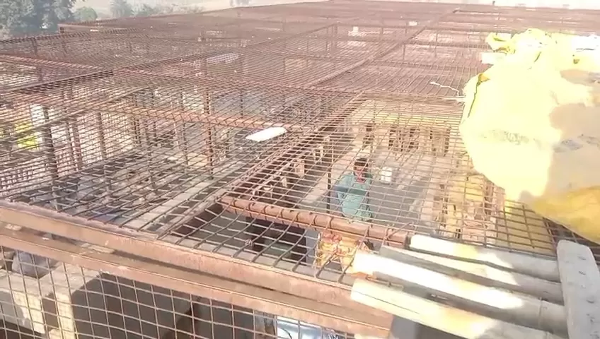 अनोखी चोरी: 400 कबूतर लेकर फरार हुए चोर, कीमत 10 लाख