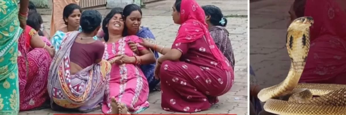 आगरा: सांप के जोड़े को पीटकर मारने और जलाने का मामला, तीन के खिलाफ वन्य संरक्षण अधिनियम में केस दर्ज